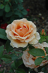 Nancy Reagan Rose (Rosa 'Nancy Reagan') at Lakeshore Garden Centres