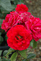 Stairway To Heaven Rose (Rosa 'Stairway To Heaven') at Lakeshore Garden Centres