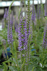 High Five Speedwell (Veronica 'High Five') at Lakeshore Garden Centres