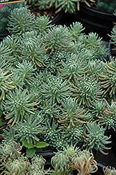Oracle Stonecrop (Sedum forsterianum 'Oracle') at Lakeshore Garden Centres