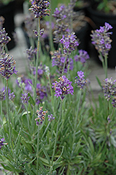 Coconut Ice Lavender (Lavandula angustifolia 'Coconut Ice') at Lakeshore Garden Centres