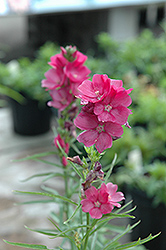 Brilliant Prairie Mallow (Sidalcea 'Brilliant') at Lakeshore Garden Centres