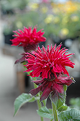 Fireball Beebalm (Monarda didyma 'Fireball') at Peter Knippel Garden Centre