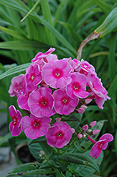 Cosmopolitan Garden Phlox (Phlox paniculata 'Cosmopolitan') at Lakeshore Garden Centres
