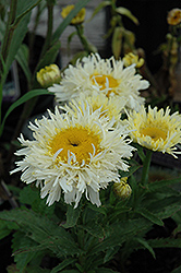 Gold Rush Shasta Daisy (Leucanthemum x superbum 'Gold Rush') at Lakeshore Garden Centres