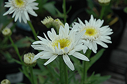 Christine Hagemann Shasta Daisy (Leucanthemum x superbum 'Christine Hagemann') at Lakeshore Garden Centres