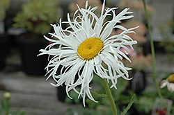 Aglaia Shasta Daisy (Leucanthemum x superbum 'Aglaia') at Lakeshore Garden Centres