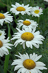 Amelia Shasta Daisy (Leucanthemum x superbum 'Amelia') at Lakeshore Garden Centres