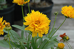 Sunray Tickseed (Coreopsis grandiflora 'Sunray') at Lakeshore Garden Centres