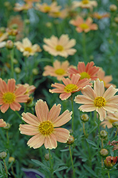 Sienna Sunset Tickseed (Coreopsis 'Sienna Sunset') at Lakeshore Garden Centres