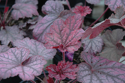 Midnight Bayou Coral Bells (Heuchera 'Midnight Bayou') at Lakeshore Garden Centres