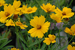 Baby Sun Tickseed (Coreopsis lanceolata 'Sonnenkind') at Lakeshore Garden Centres