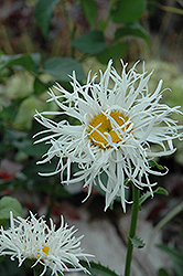 Old Court Shasta Daisy (Leucanthemum x superbum 'Old Court') at Lakeshore Garden Centres
