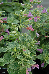 Variegated Calamint (Calamintha grandiflora 'Variegata') at Lakeshore Garden Centres