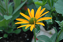 Now Cheesier Coneflower (Echinacea 'Now Cheesier') at Lakeshore Garden Centres