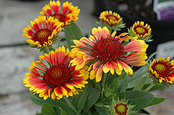 Lucky Wheeler Blanket Flower (Gaillardia x grandiflora 'Lucky Wheeler') at Lakeshore Garden Centres