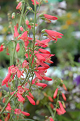 Jingle Bells Beard Tongue (Penstemon 'Jingle Bells') at Lakeshore Garden Centres