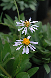 Wartburg Star Aster (Aster tongolensis 'Wartburg Star') at Lakeshore Garden Centres