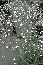 Perfecta Baby's Breath (Gypsophila paniculata 'Perfecta') at Lakeshore Garden Centres