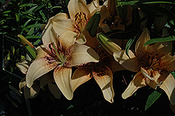 Tango Passion 4-You Lily (Lilium 'Tango Passion 4-You') at Golden Acre Home & Garden