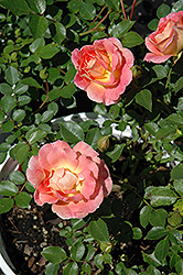 Strawberry Crush Rose (Rosa 'Strawberry Crush') at Lakeshore Garden Centres