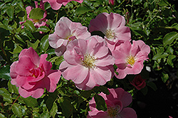 Royal Edward Rose (Rosa 'Royal Edward') at Lakeshore Garden Centres