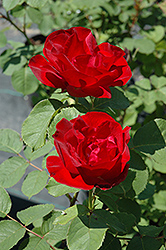Emily Carr Rose (Rosa 'Emily Carr') at Green Thumb Garden Centre