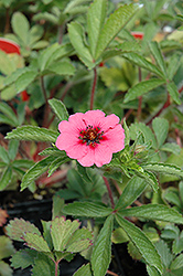 Miss Willmott Cinquefoil (Potentilla nepalensis 'Miss Willmott') at Lakeshore Garden Centres