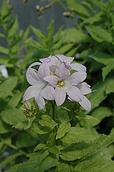 Dwarf Pink Bellflower (Campanula lactiflora 'Dwarf Pink') at Lakeshore Garden Centres