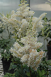 Visions In White Astilbe (Astilbe 'Visions In White') at Mainescape Nursery