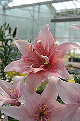 Elodie Lily (Lilium 'Elodie') at Lakeshore Garden Centres