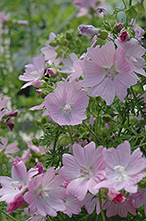 Appleblossom Mallow (Malva moschata 'Appleblossom') at Lakeshore Garden Centres