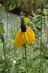 Mexican Hat (Ratibida columnifera) at The Mustard Seed