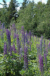 Wild Lupine (Lupinus perennis) at Green Thumb Garden Centre