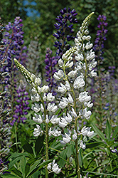 White Lupine (Lupinus perennis 'White') at Lakeshore Garden Centres