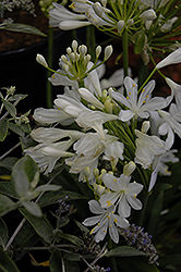 Snowball Agapanthus (Agapanthus 'Snowball') at Lakeshore Garden Centres