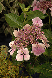 Blue Cassell Hydrangea (Hydrangea macrophylla 'Blue Cassell') at Lakeshore Garden Centres