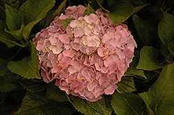 Homigo Hydrangea (Hydrangea macrophylla 'Homigo') at Lakeshore Garden Centres