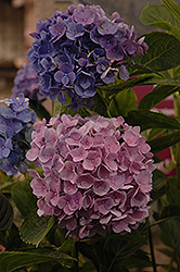 L.A. Dreamin' Hydrangea (Hydrangea macrophylla 'Lindsey Ann') at Lakeshore Garden Centres