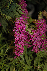 Morden Pink Purple Loosestrife (Lythrum virgatum 'Morden Pink') at Lakeshore Garden Centres