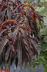 Bonfire Dwarf Ornamental Peach (Prunus persica 'Bonfire') at Lakeshore Garden Centres