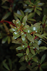 Mountain Pepper (Drimys lanceolata) at Lakeshore Garden Centres