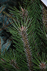 Arnold Sentinel Austrian Pine (Pinus nigra 'Arnold Sentinel') at Golden Acre Home & Garden