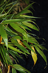 Wolong Clump Bamboo (Fargesia robusta 'Wolong') at Lakeshore Garden Centres