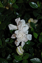 Jubilation Gardenia (Gardenia jasminoides 'Leeone') at Lakeshore Garden Centres
