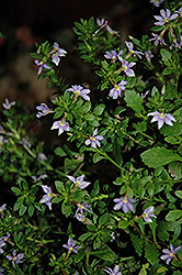 Cajun Blue Fan Flower (Scaevola 'Cajun Blue') at Lakeshore Garden Centres