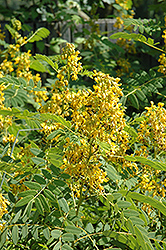 Wild Senna (Cassia marilandica) at Lakeshore Garden Centres