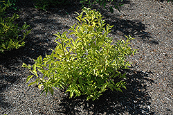 White Fragrant Viburnum (Viburnum farreri 'Candidissimum') at Lakeshore Garden Centres