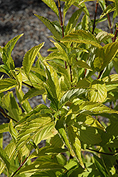 White Fragrant Viburnum (Viburnum farreri 'Candidissimum') at Lakeshore Garden Centres
