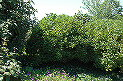 Spring Red Compact Highbush Cranberry (Viburnum trilobum 'Spring Red') at Lakeshore Garden Centres